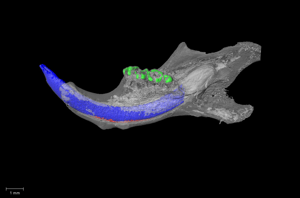 Mutant sample from the dataset MicroCT analysis of ameloblast specific Smad4 conditional knockout mice