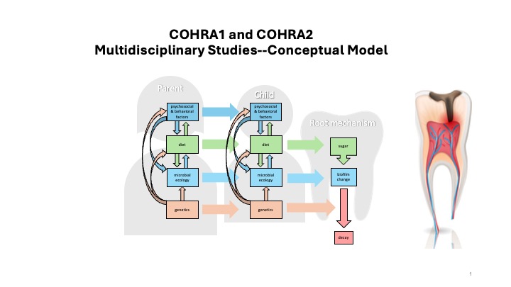 Conceptual models of the multidisciplinary studes of COHRA1 and COHRA2