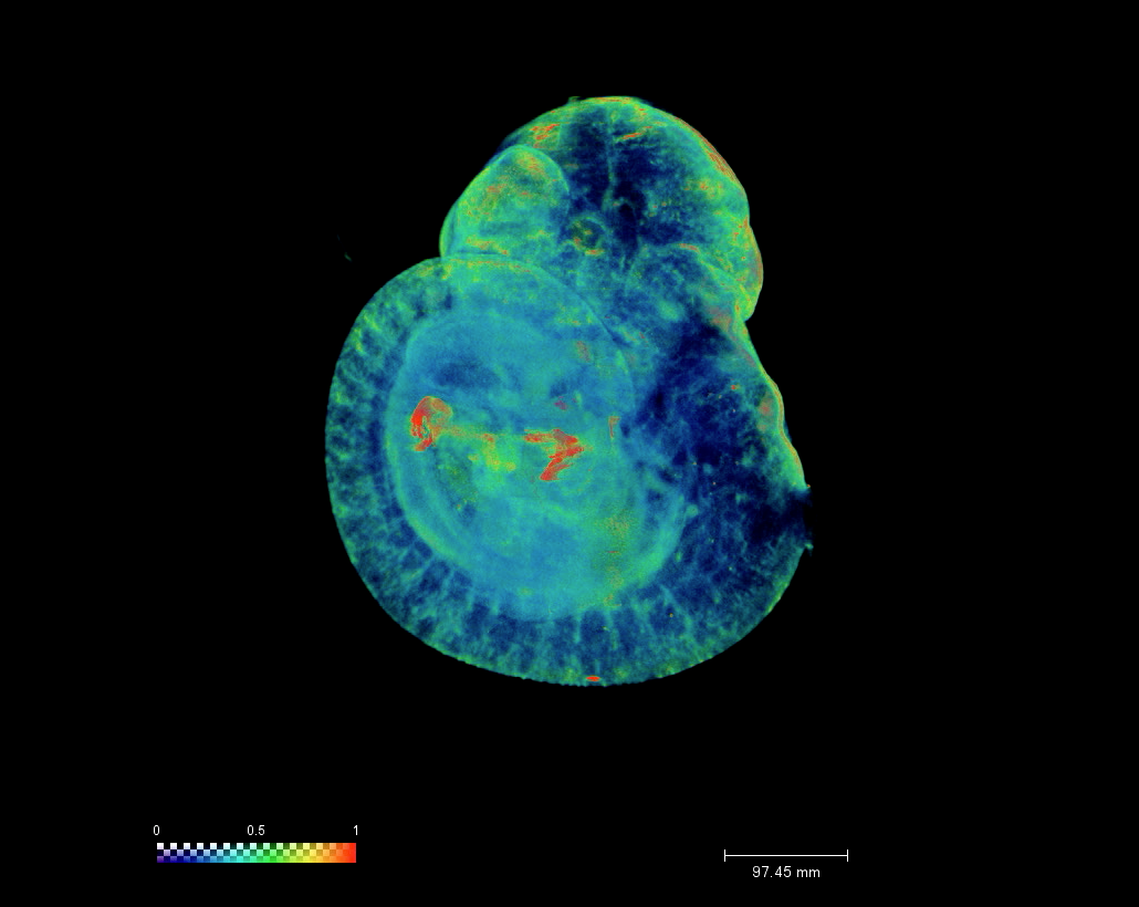 E10.5 Mouse Embryo Heat Map