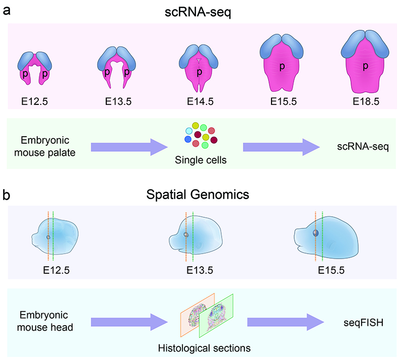 Figure 1 from publication depicting scRNA-Seq data on embryonic mouse palate from stages E12.5 through E18.5 and Spatial Genomics data on embryonic mouse head from histological sections from stages E12.5 through E15.5