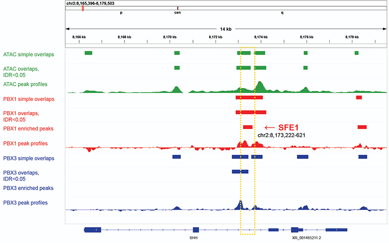 Figure from publication the location of SFE1, a new enhancer element that we identified from this study