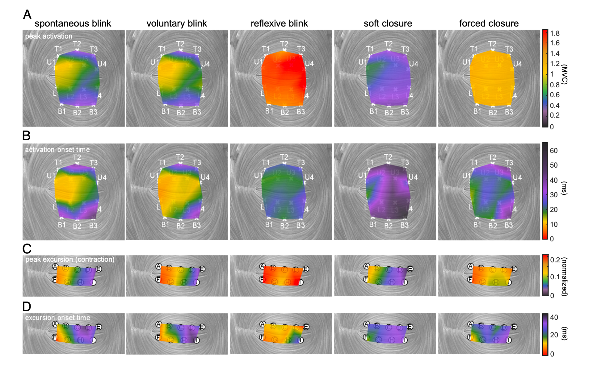 Heat maps showing peak activation, activation onset time, peak excursion, and excursion onset time across the upper and lower eyelids during five eyelid behaviors.
