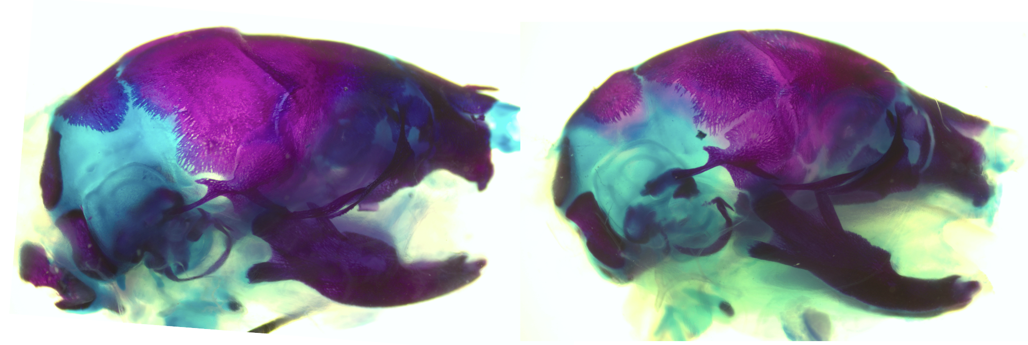 Side-by-side whole-mount skeletal staining images of mouse crania. The control specimen on the left shows typical bone (pink/red) and cartilage (blue/teal) patterning. The PLX5622-exposed specimen on the right shows visibly altered craniofacial bone and cartilage structure.