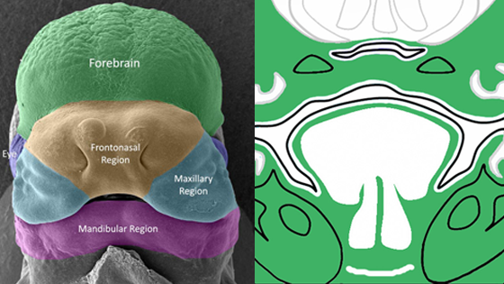 Examples from Mouse Anatomy by Age Stage