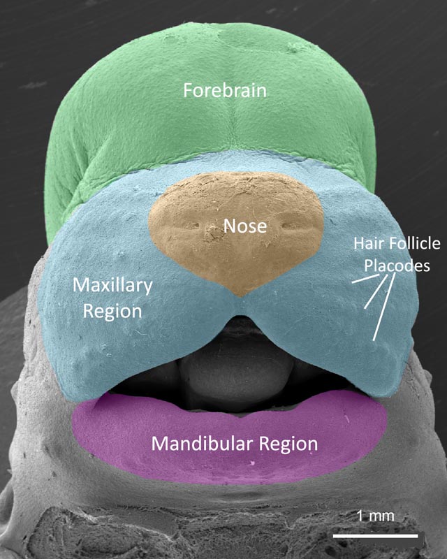 Mouse Anatomy FaceBase