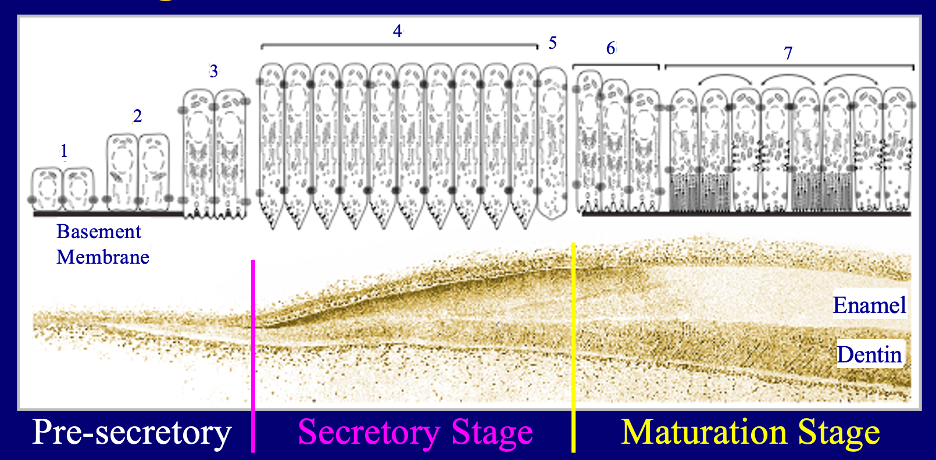 Figure of stages of dental enamel formation